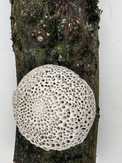 Ceramic sculptures by Felicithas Arndt ©2020 Ceramic sculptures by Felicithas Arndt ©2020