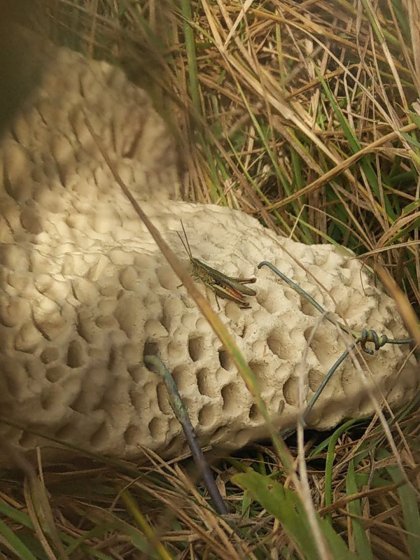 Ceramic sculptures by Felicithas Arndt ©2020 Ceramic sculptures by Felicithas Arndt ©2020