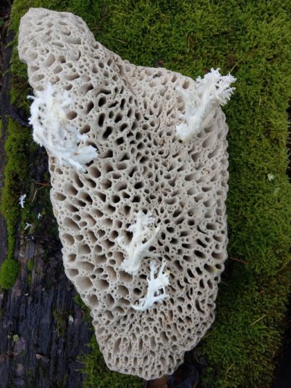 Ceramic sculptures by Felicithas Arndt ©2020 Ceramic sculptures by Felicithas Arndt ©2020