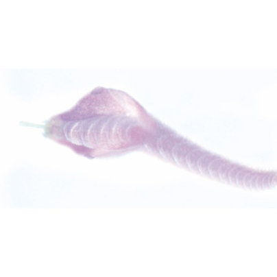 Alexandra Buhl Klasse Hesse