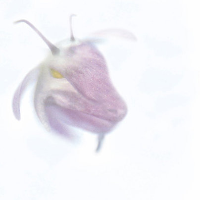 Alexandra Buhl Klasse Hesse