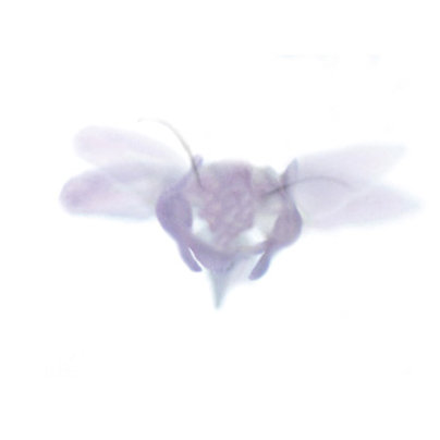 Manuela Olten Klasse Hesse