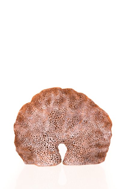 Senckenberg Preis, Prof. Klaus Hesse Senckenberg Preis, Prof. Klaus Hesse