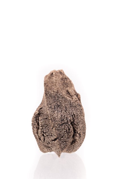 Senckenberg Preis, Prof. Klaus Hesse Senckenberg Preis, Prof. Klaus Hesse